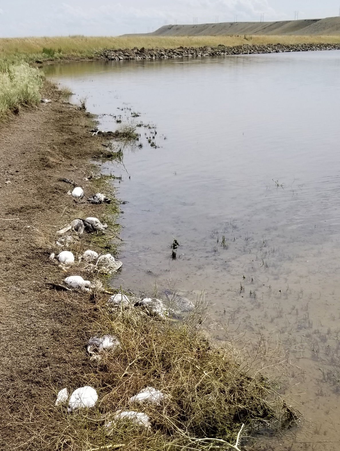 Dead birds